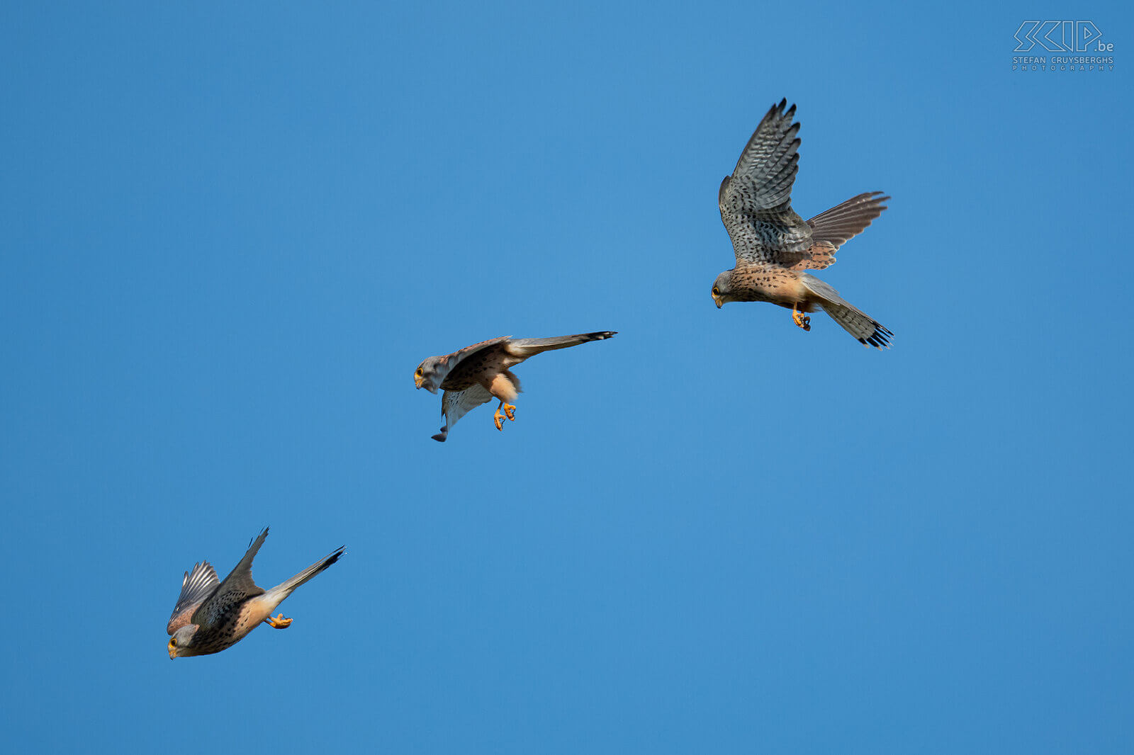 Birds of prey - Kestrel Photo collage of a praying kestrel taking a dive. Stefan Cruysberghs